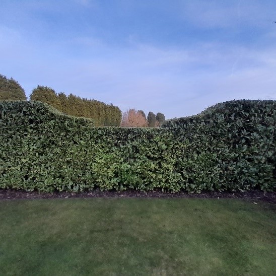 Hedge Trimming 2